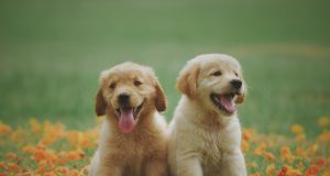 Kedi İlanları: Yeni Bir Dost Arayanlar İçin Bir Başlangıç Noktası evcilplatform3