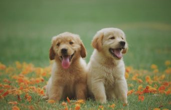 Kedi İlanları: Yeni Bir Dost Arayanlar İçin Bir Başlangıç Noktası evcilplatform3