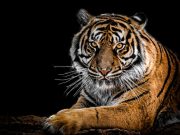 Hayvan Gözlerinin Yapısı, İşlevi ve İnsan Gözlerinden Farkları animal eyes