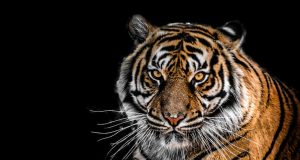 Hayvan Gözlerinin Yapısı, İşlevi ve İnsan Gözlerinden Farkları animal eyes