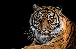 Hayvan Gözlerinin Yapısı, İşlevi ve İnsan Gözlerinden Farkları animal eyes