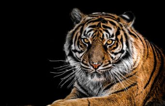 Hayvan Gözlerinin Yapısı, İşlevi ve İnsan Gözlerinden Farkları animal eyes