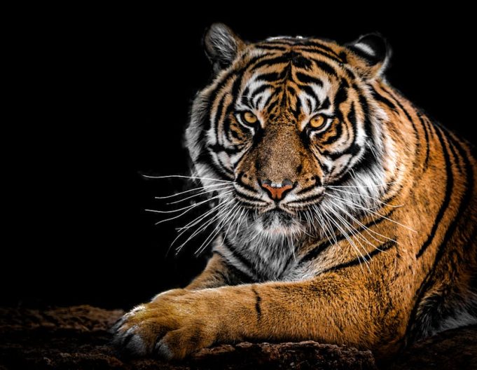 Hayvan Gözlerinin Yapısı, İşlevi ve İnsan Gözlerinden Farkları animal eyes