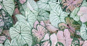 Doğal Üretimde İki Değerli Tür: Intermedia Lavanta Fidesi ve Orchis Sancta Salep Yumrusu ervabotanik4