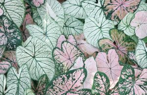 Doğal Üretimde İki Değerli Tür: Intermedia Lavanta Fidesi ve Orchis Sancta Salep Yumrusu ervabotanik4